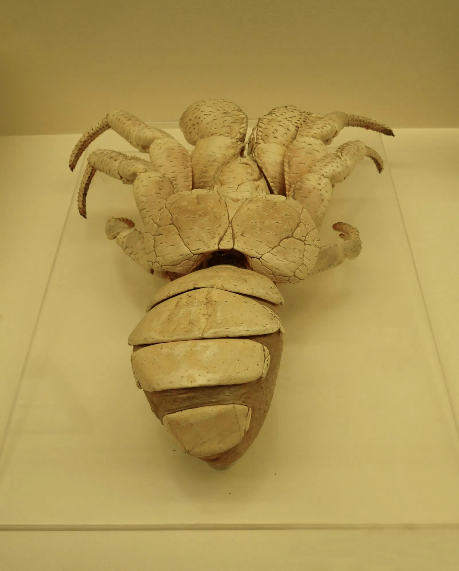 Museo zoológico de Estrasburgo