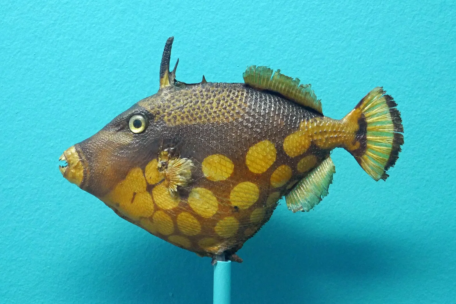 Museo zoologico della città di Strasburgo