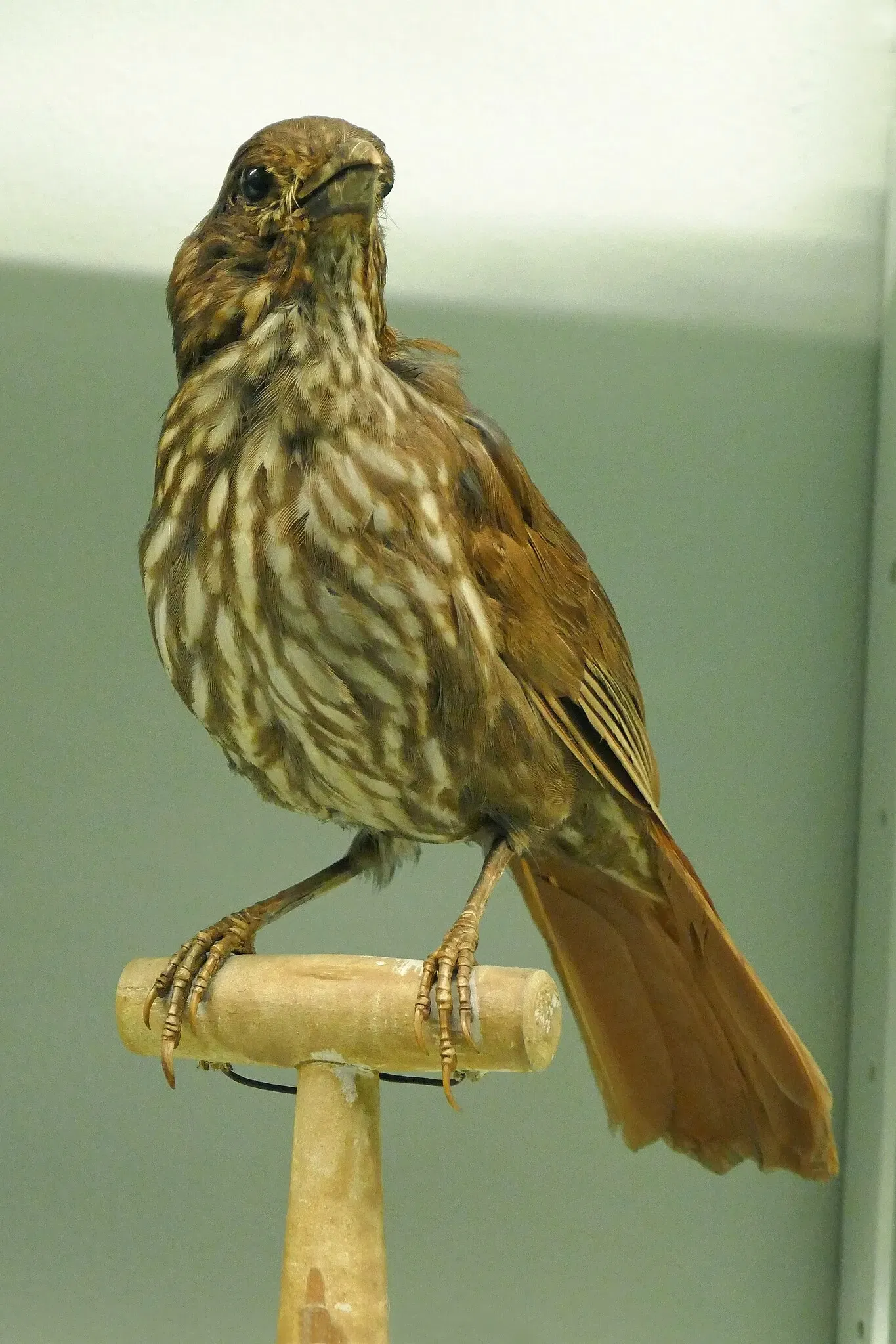 Museo zoologico della città di Strasburgo