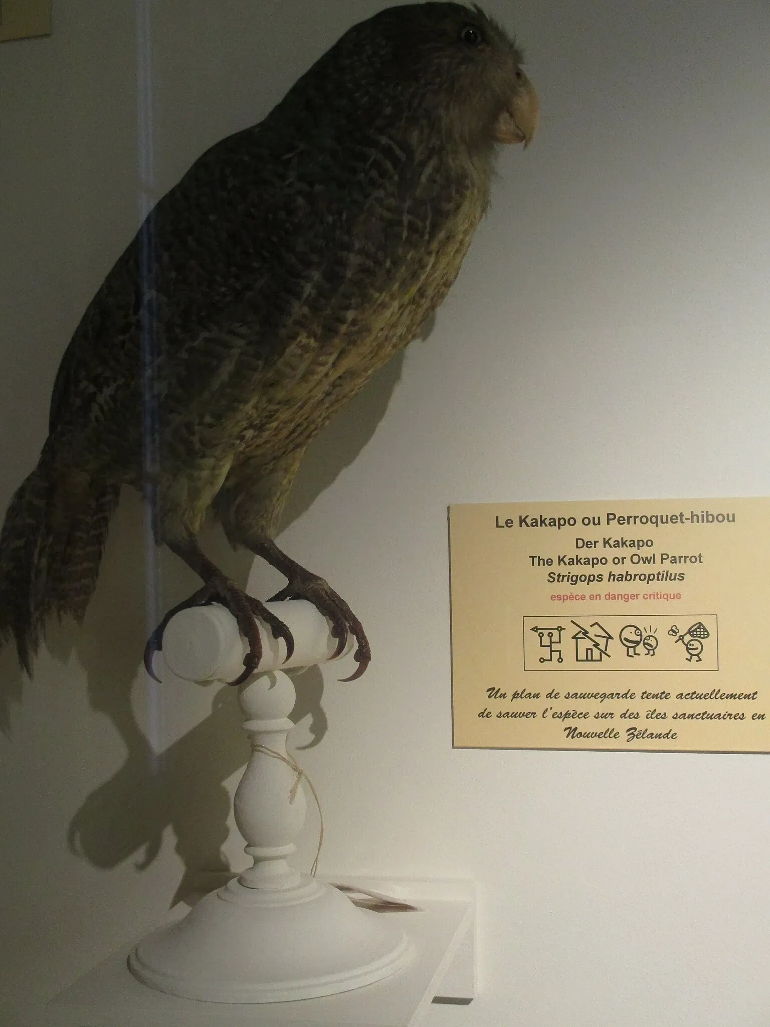 Musée Zoologique