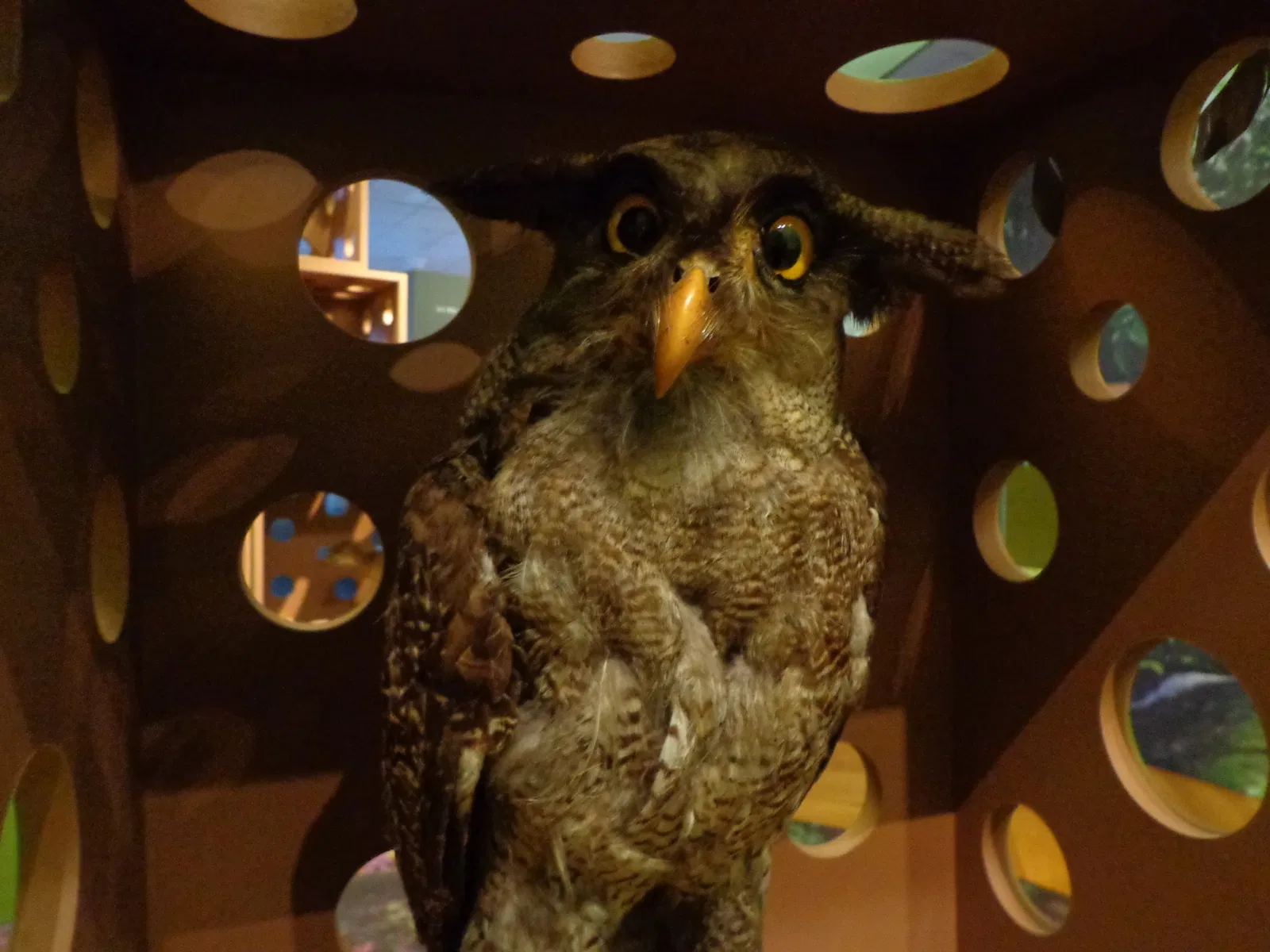 Museo zoológico de Estrasburgo