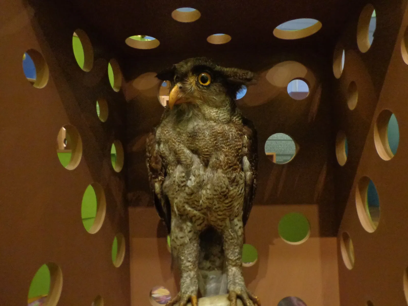 Museo zoológico de Estrasburgo