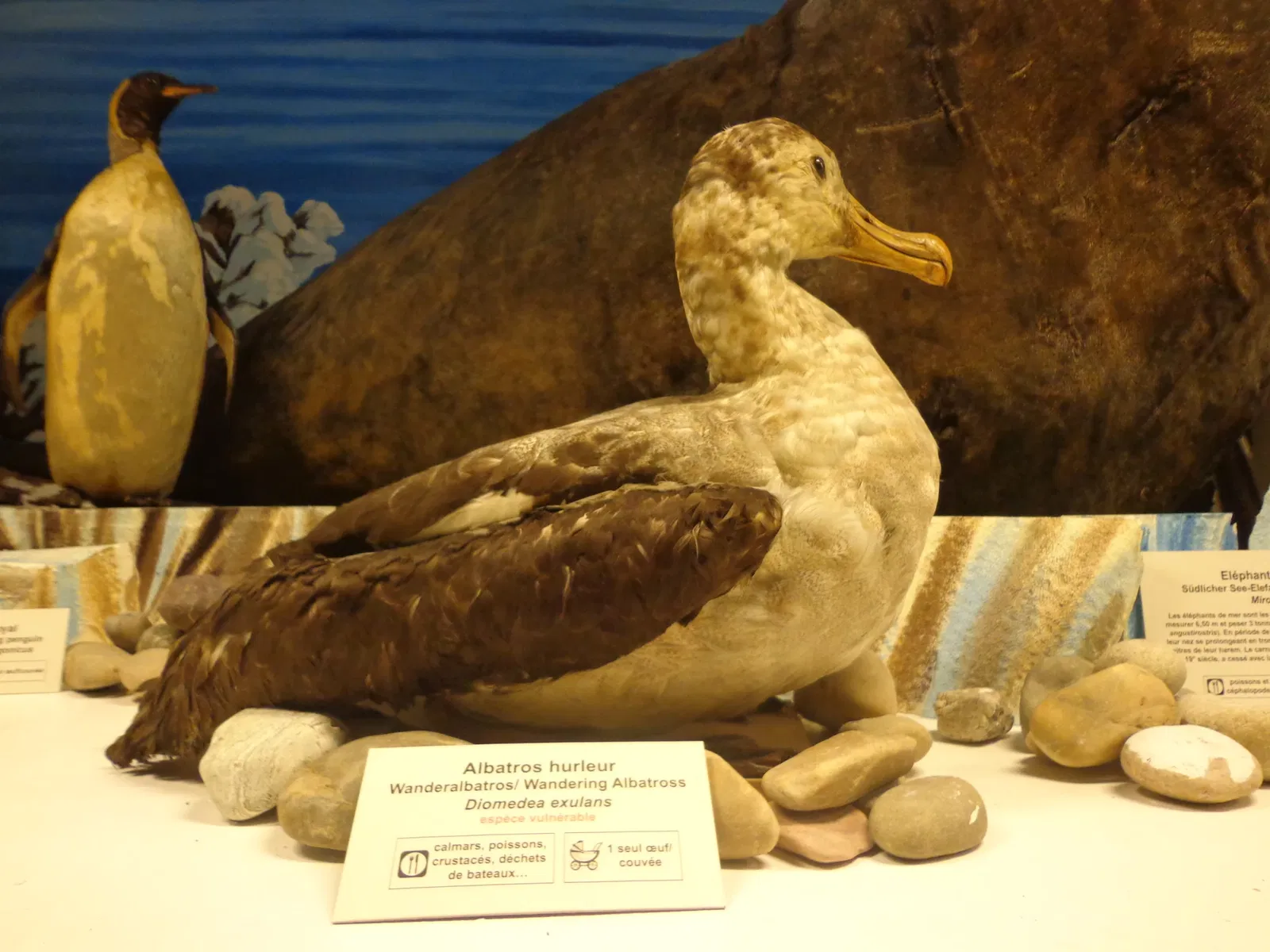 Museo zoologico della città di Strasburgo