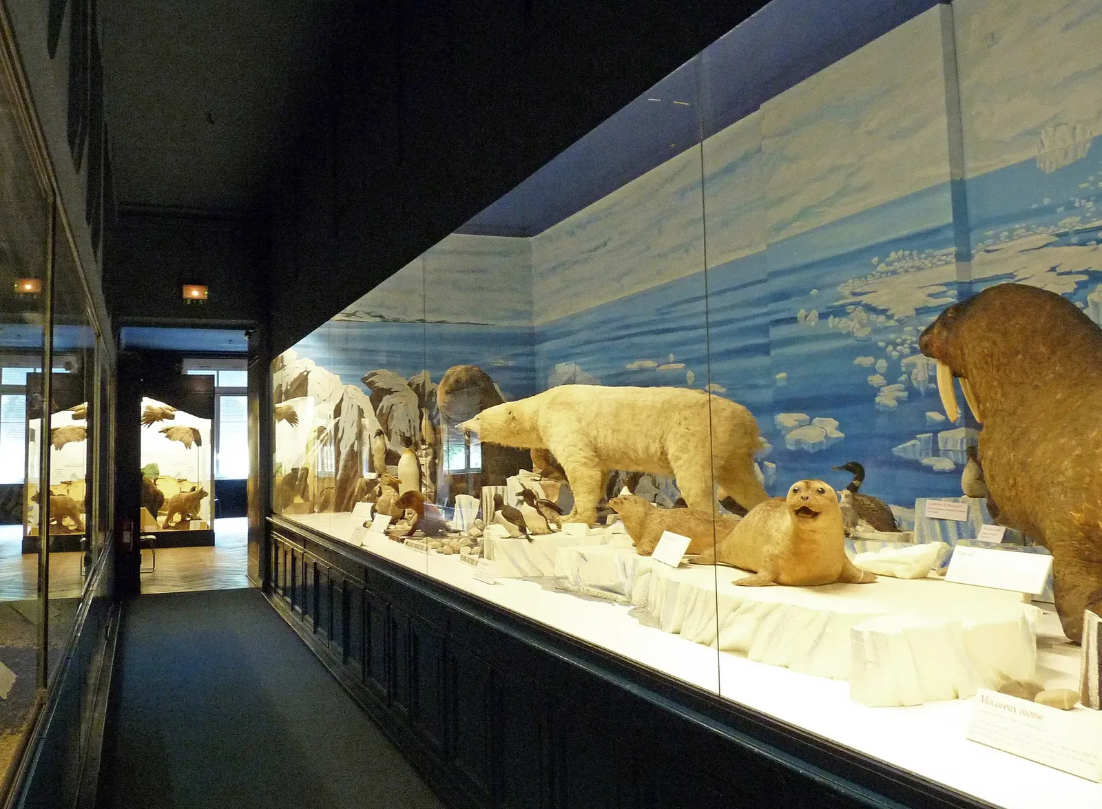 Museo zoologico della città di Strasburgo