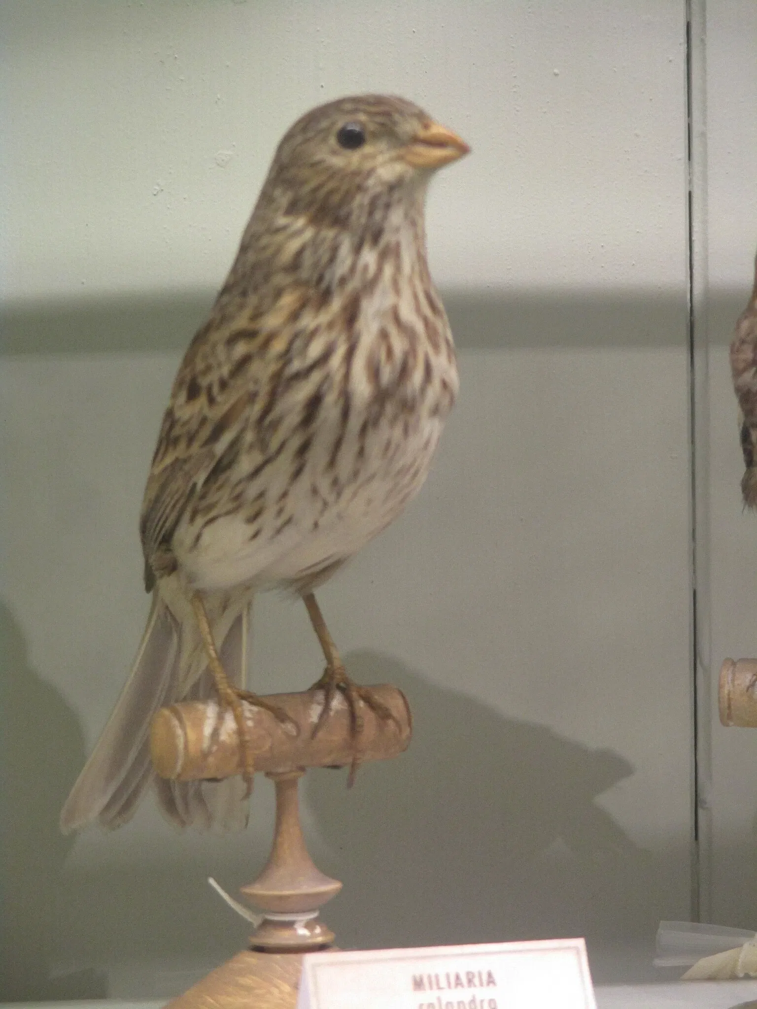 Museo zoologico della città di Strasburgo