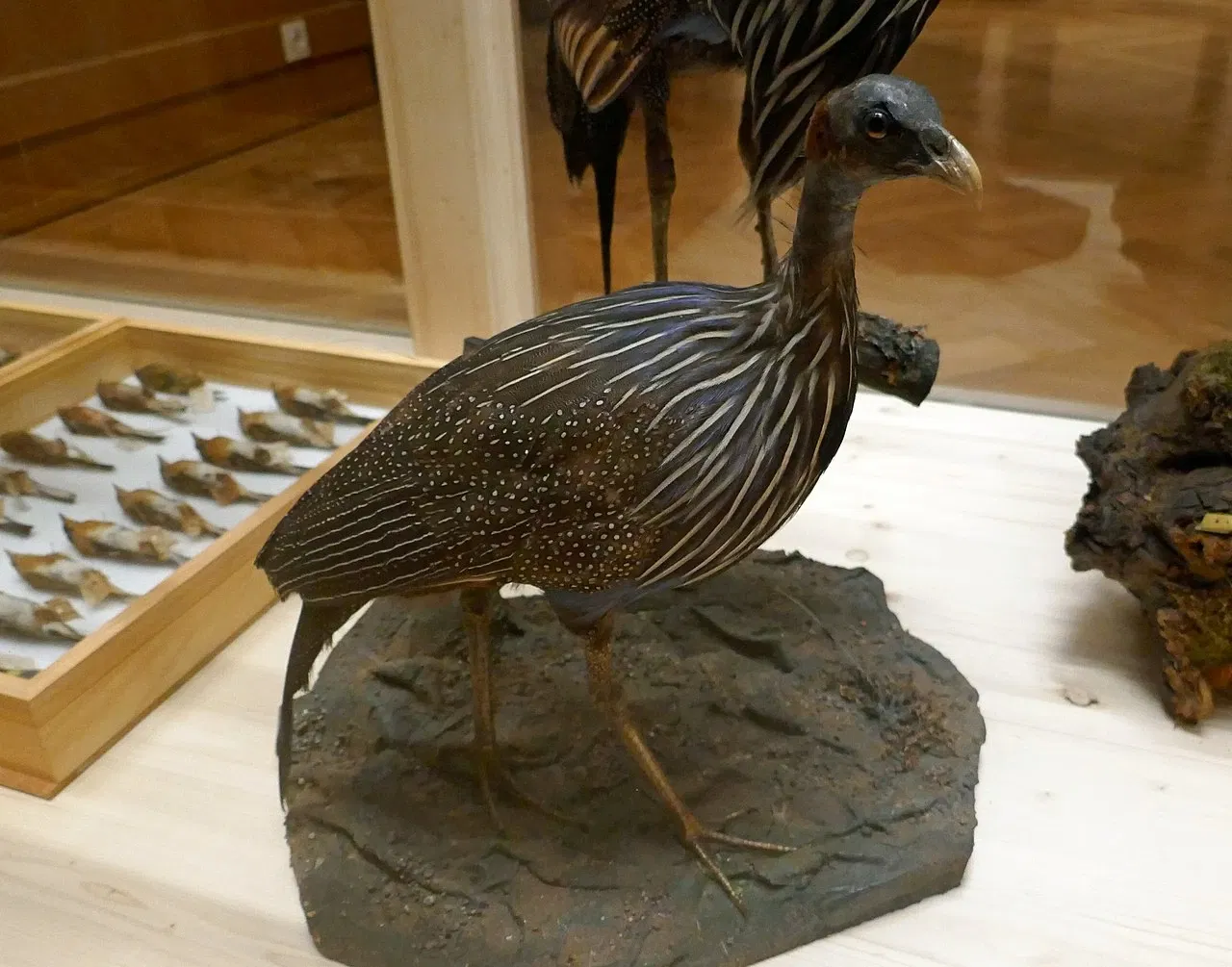 Museo zoológico de Estrasburgo