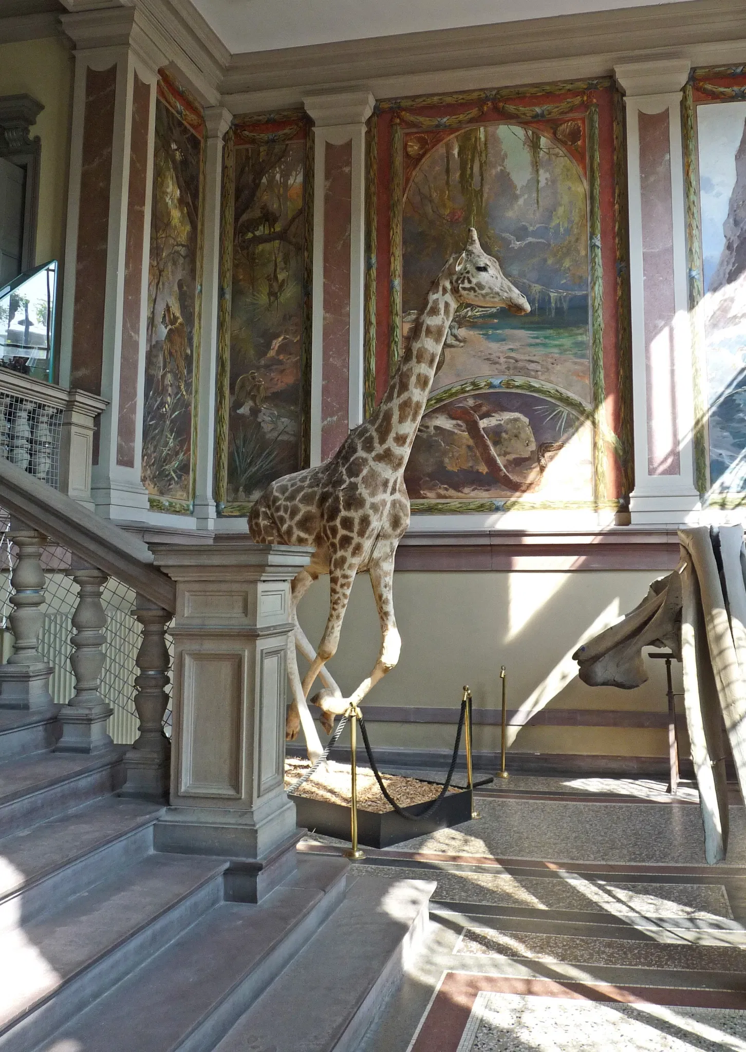 Museo zoologico della città di Strasburgo