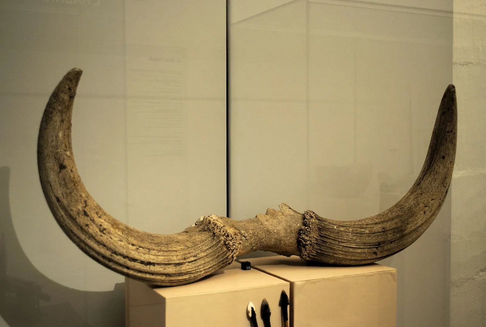 Musée archéologique de Strasbourg