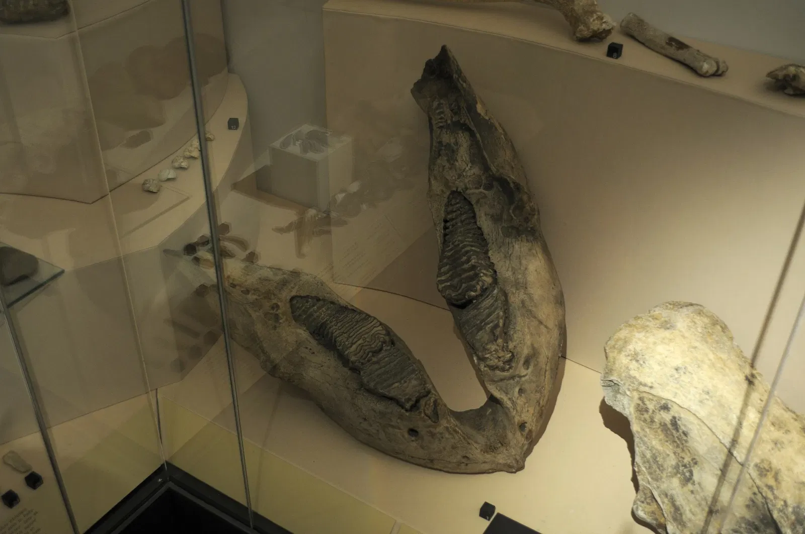 Musée Archéologique