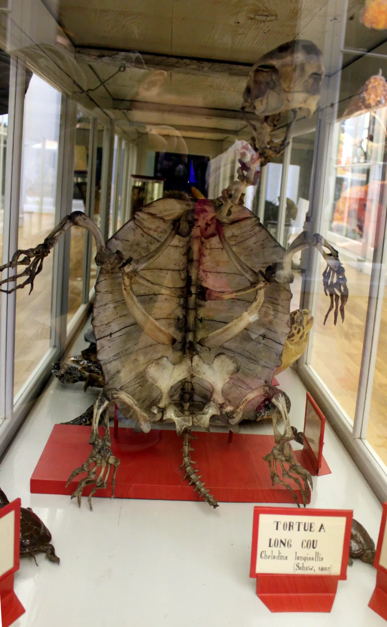 Natural History Museum