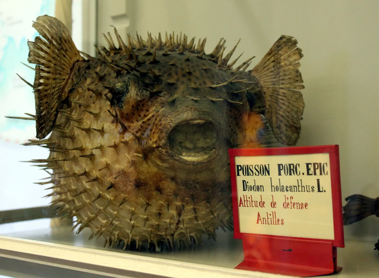 Muséum d'Histoire Naturelle