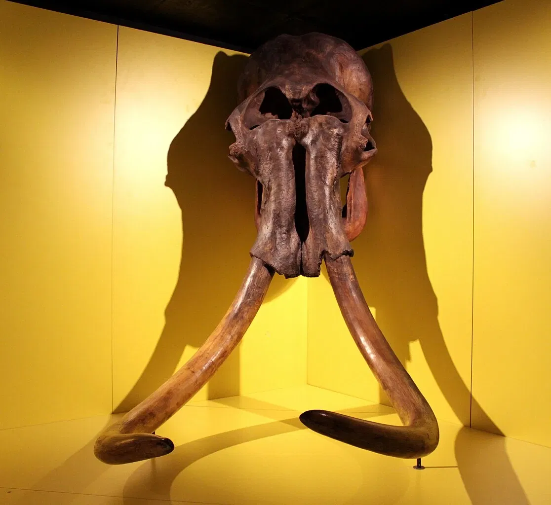 Muséum d'Histoire Naturelle