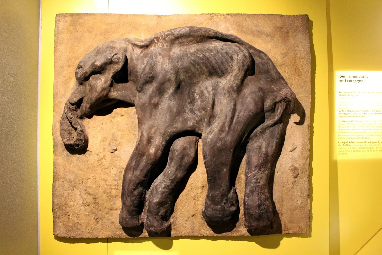 Natural History Museum