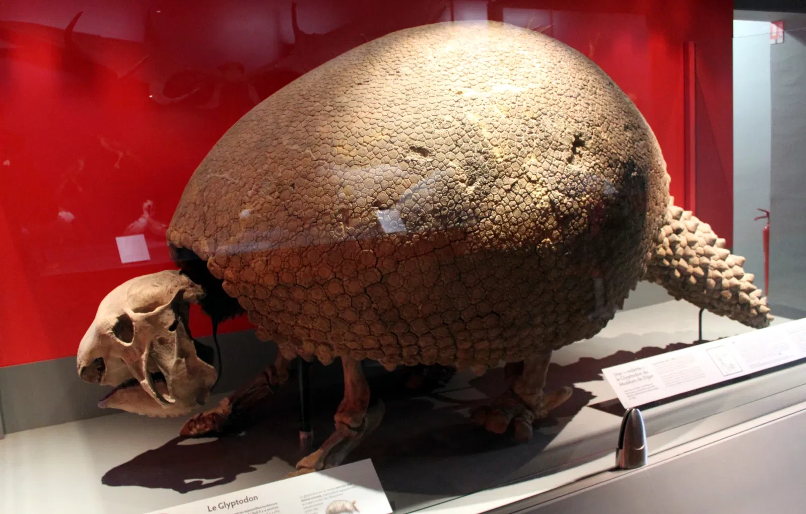 Muséum d'Histoire Naturelle