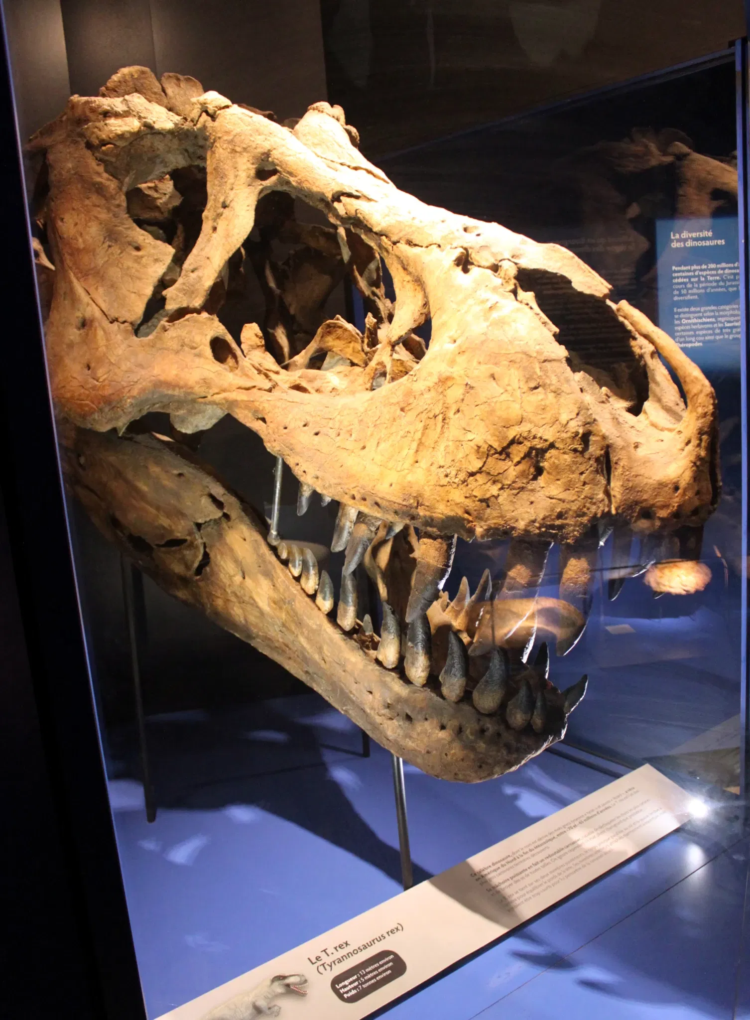 Natural History Museum