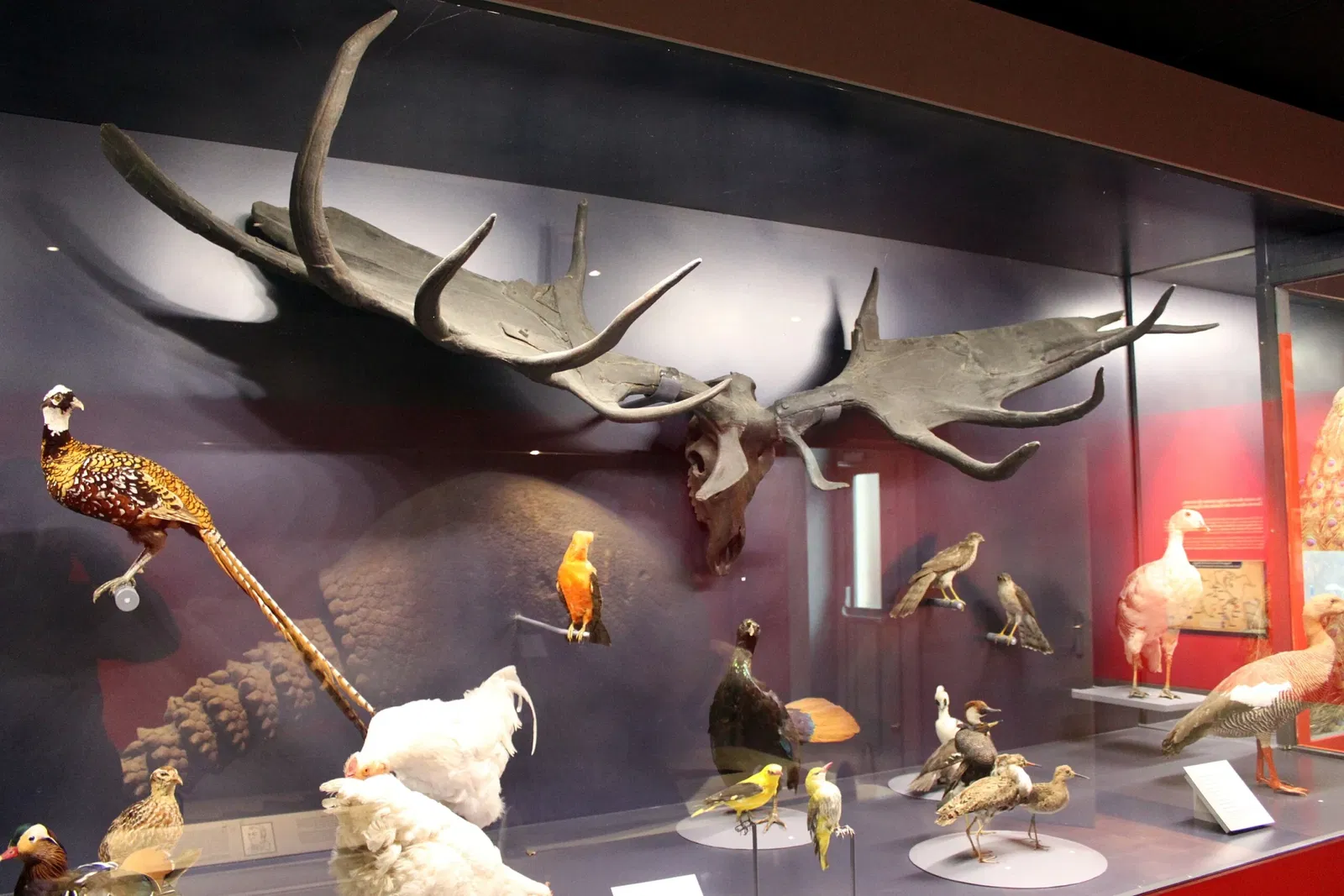 Natural History Museum