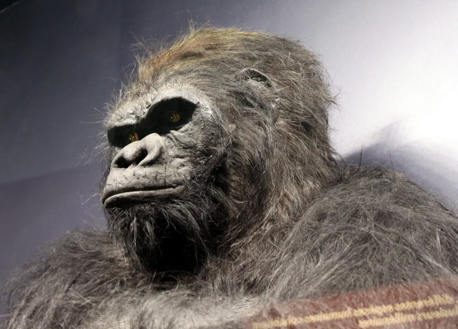 Muséum d'Histoire Naturelle