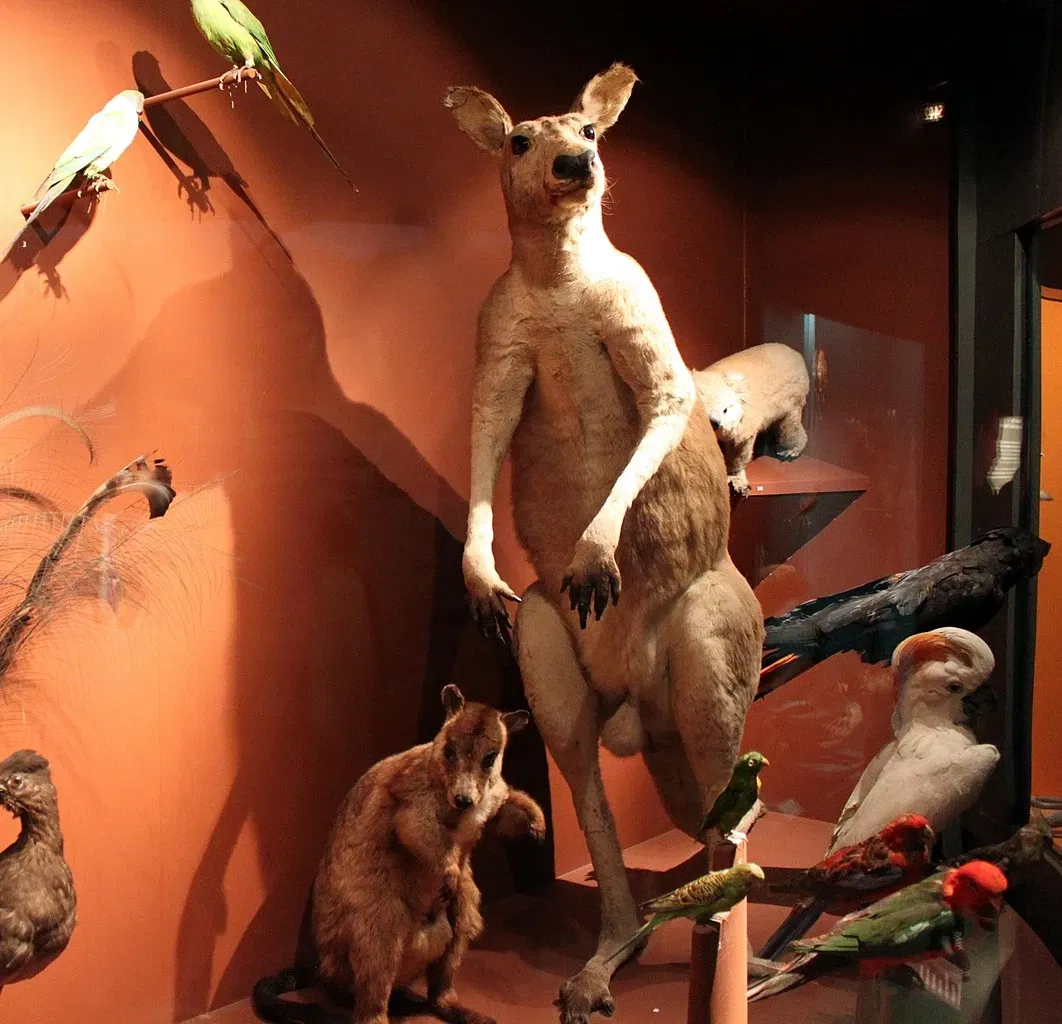 Muséum d'Histoire Naturelle