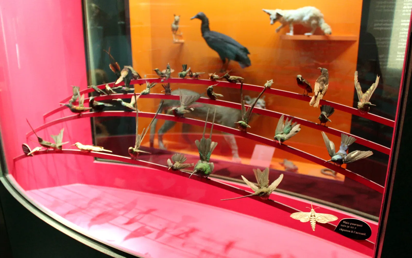 Muséum d'Histoire Naturelle