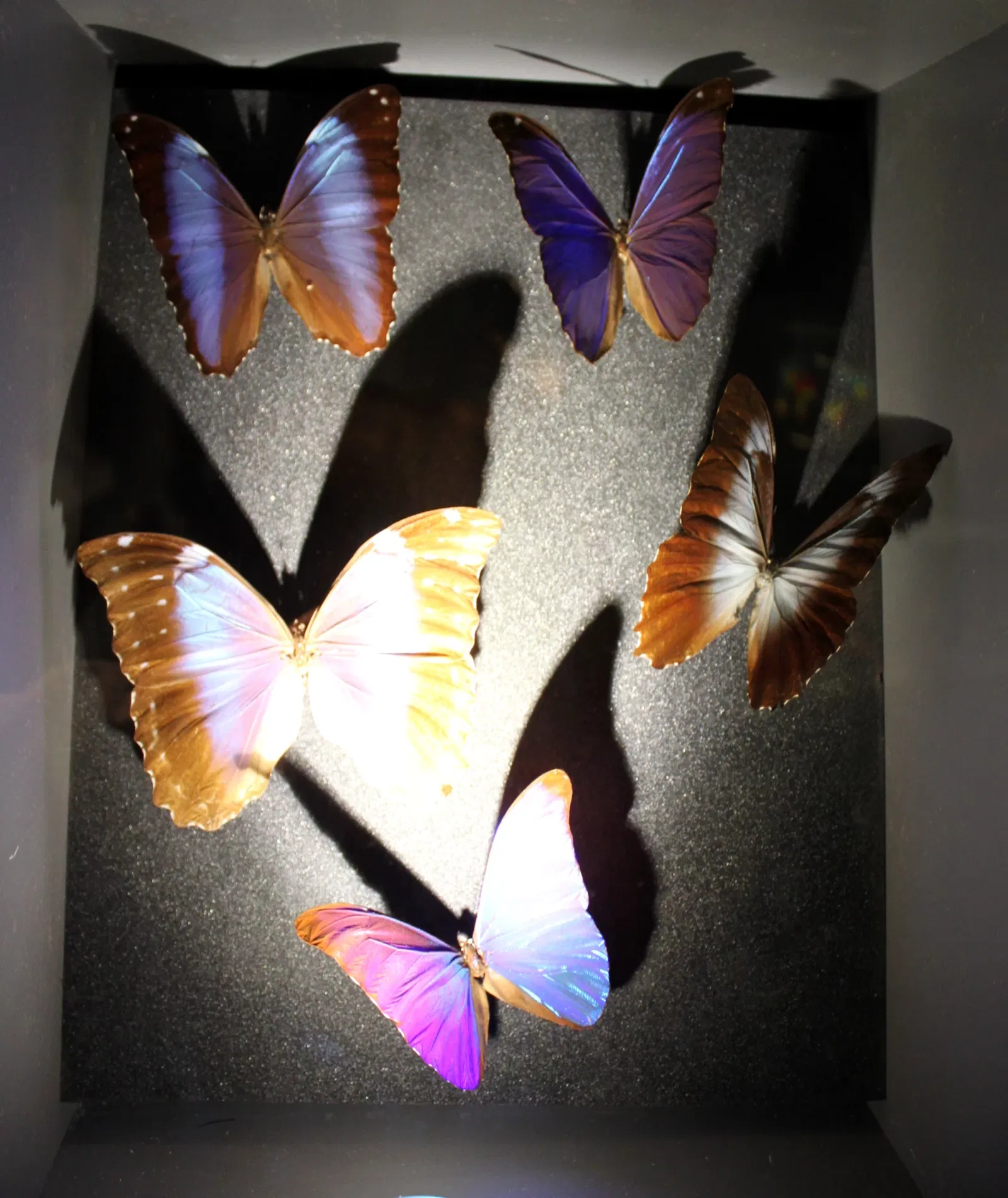 Natural History Museum