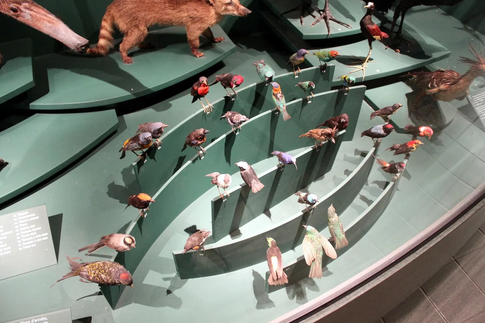 Muséum d'Histoire Naturelle