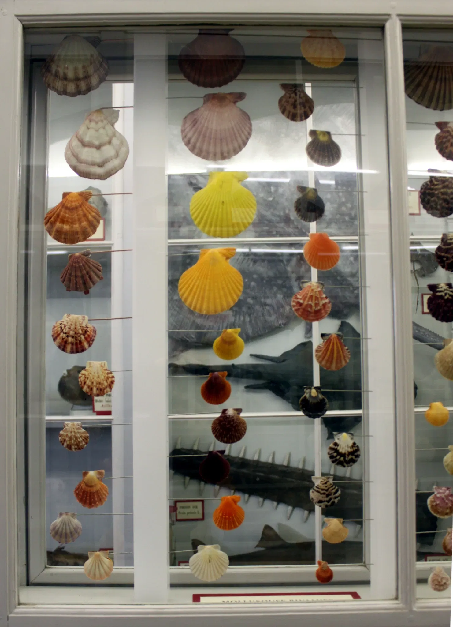 Natural History Museum