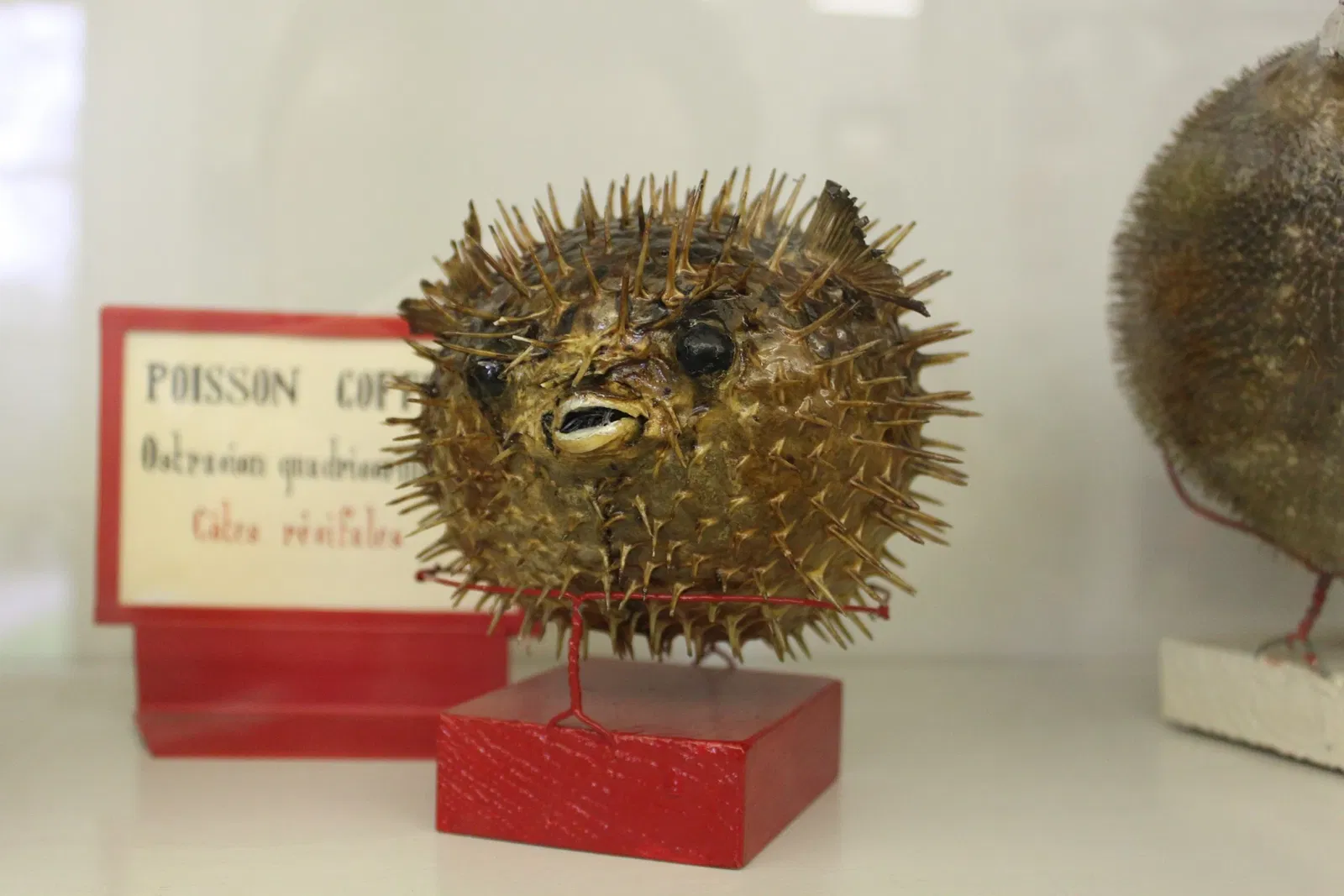 Natural History Museum