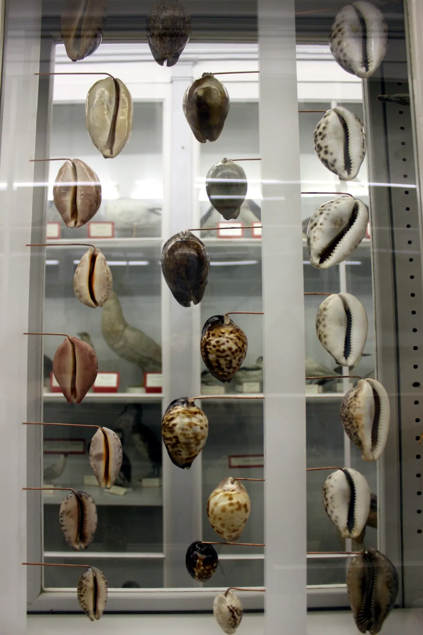 Natural History Museum