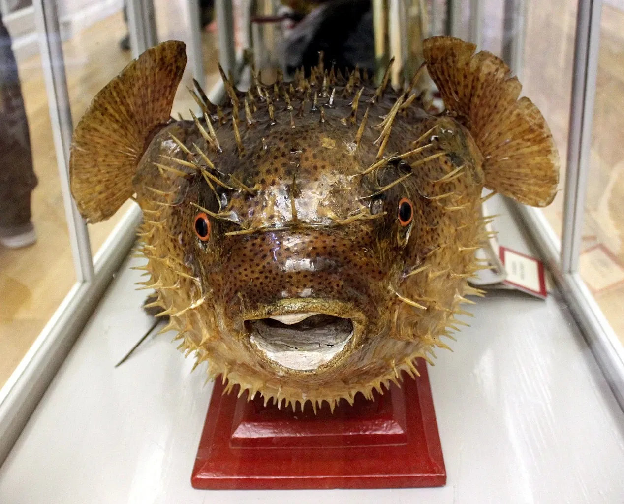 Natural History Museum