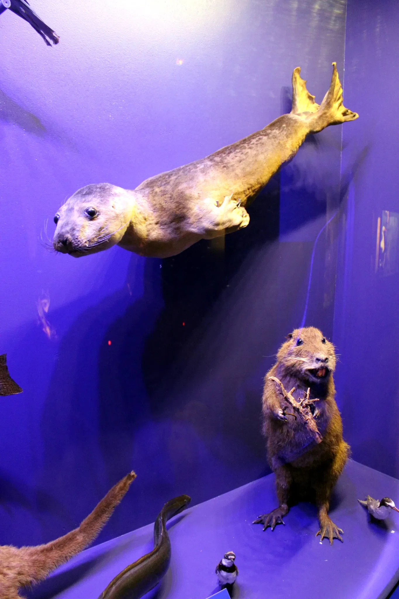 Natural History Museum