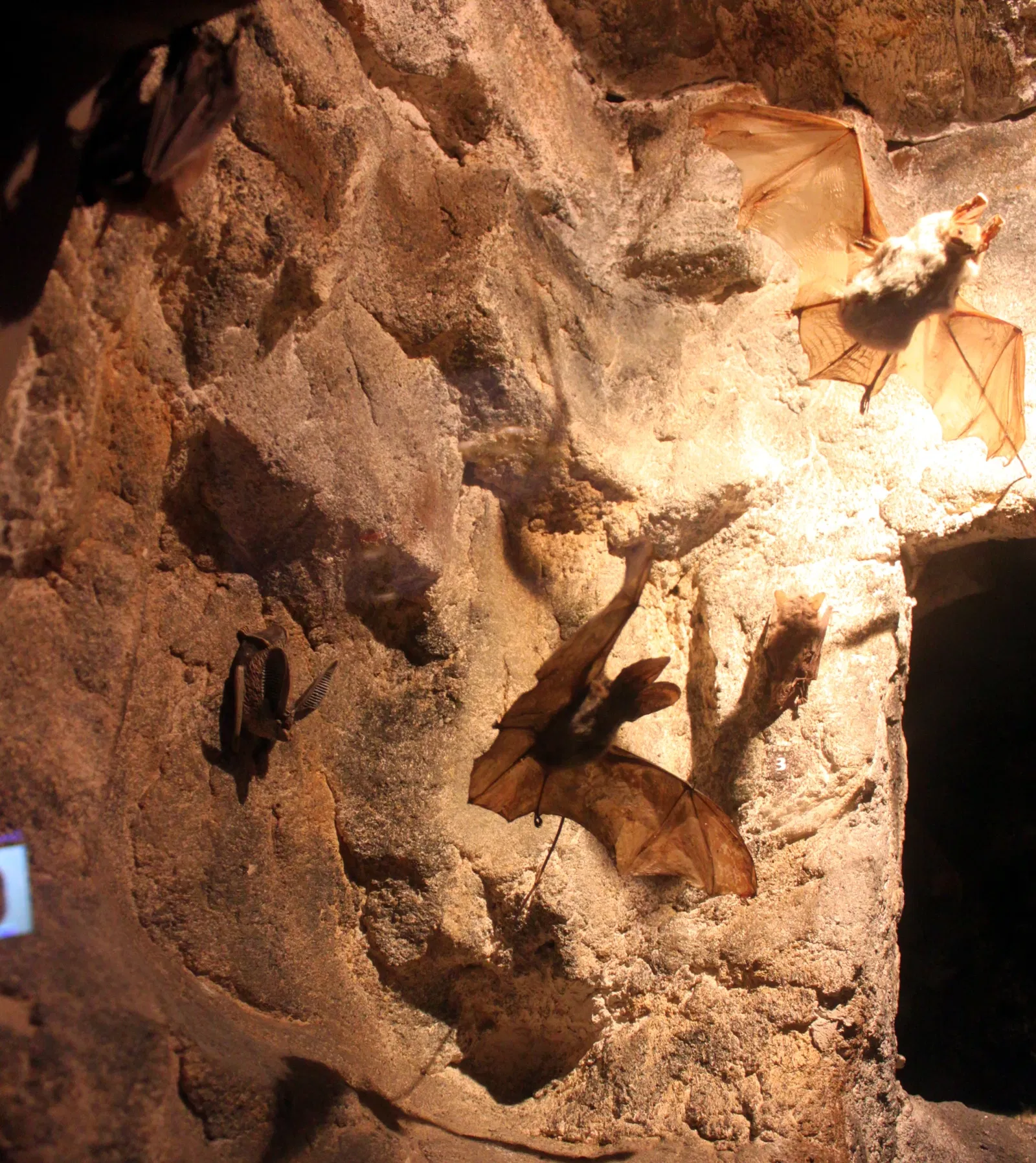 Muséum d'Histoire Naturelle