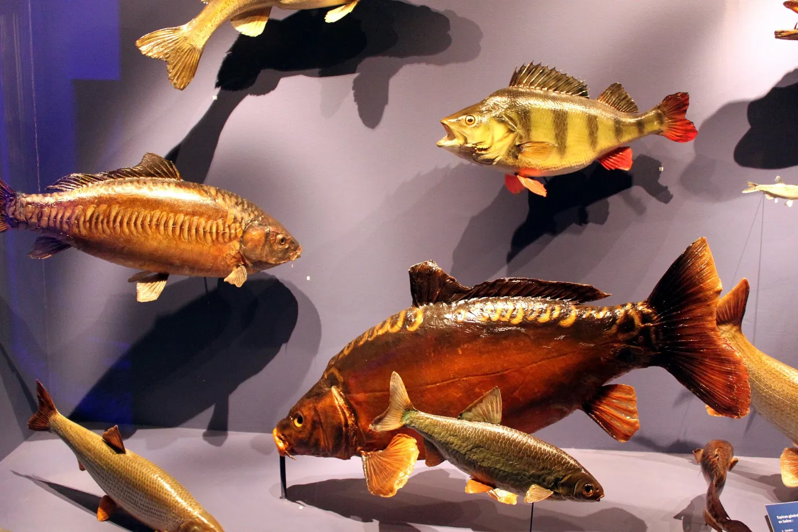 Natural History Museum