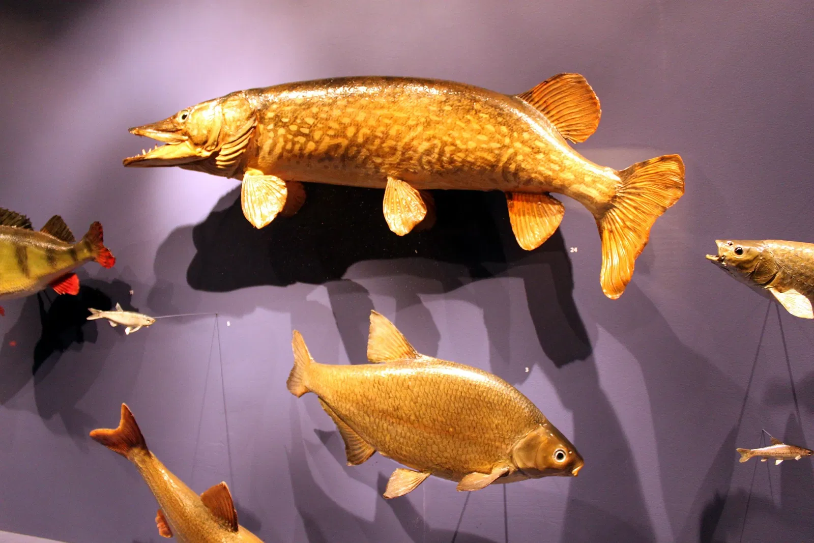 Natural History Museum