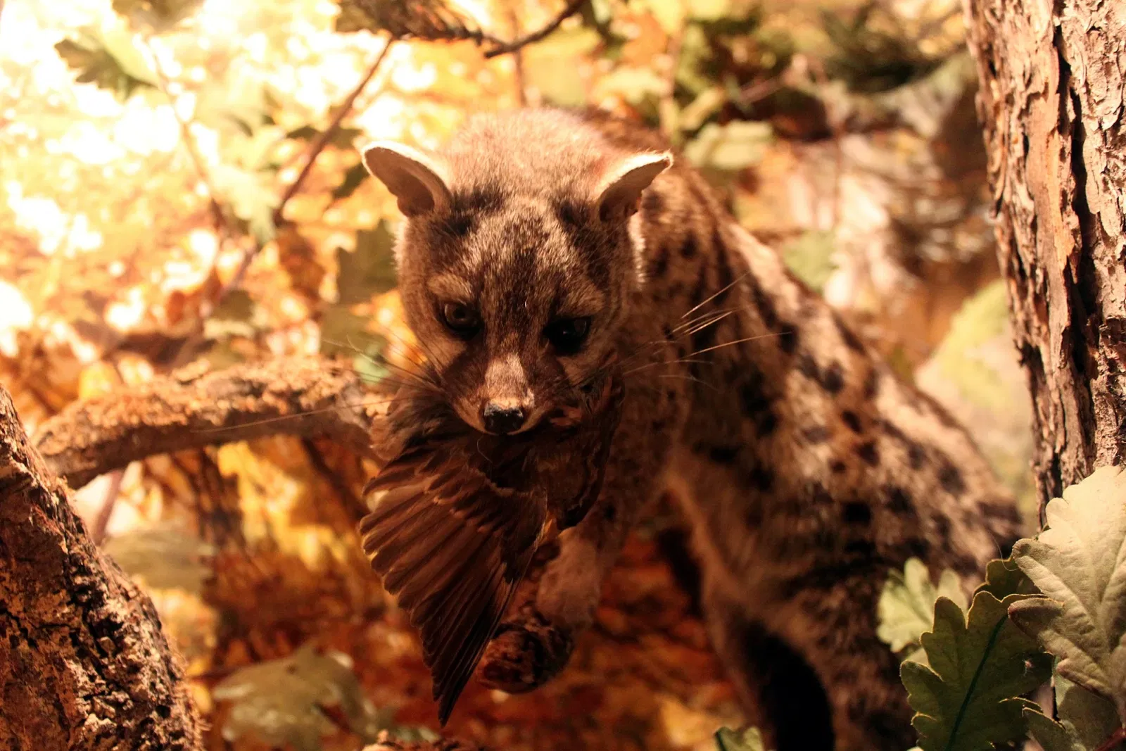 Natural History Museum