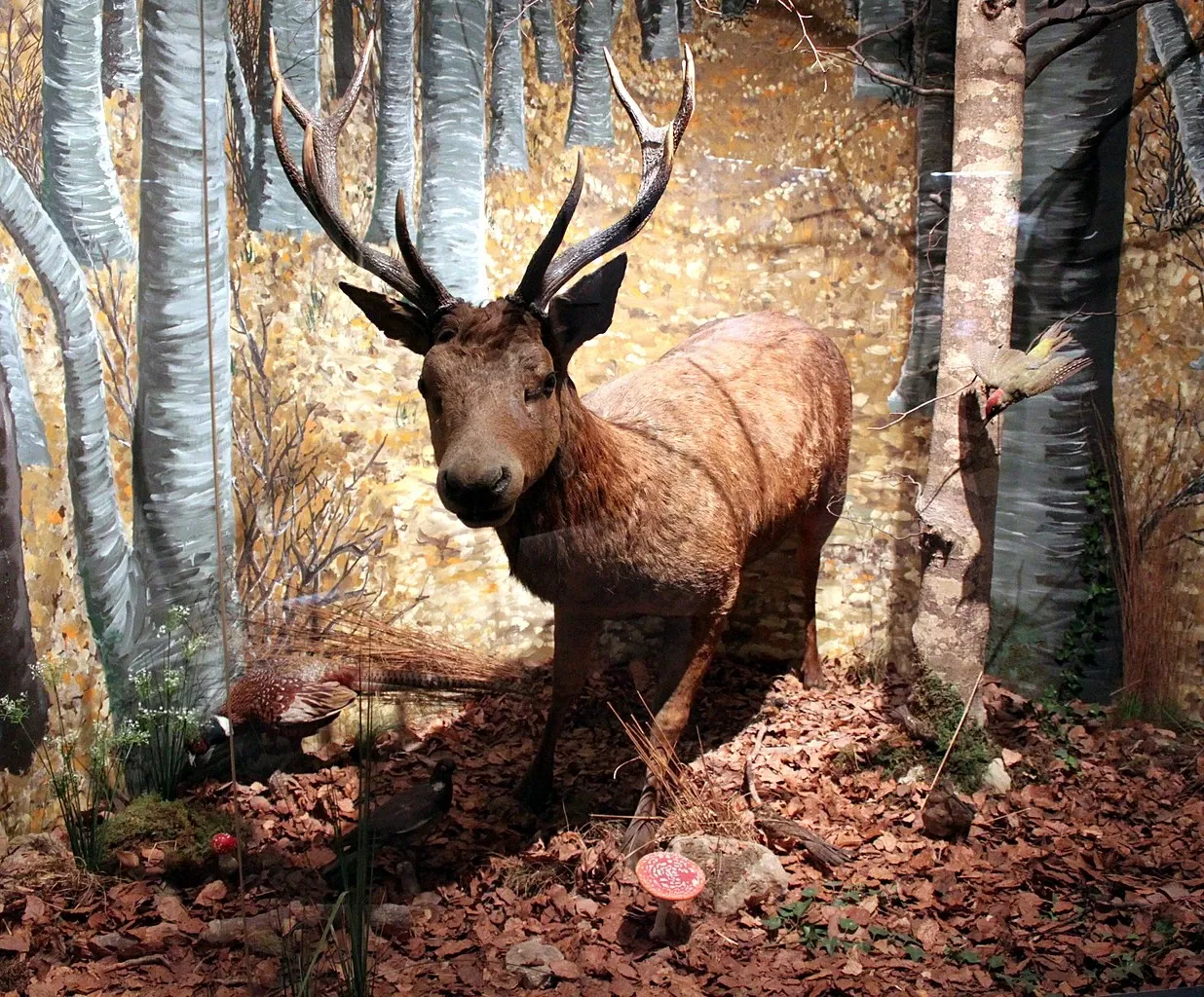 Natural History Museum