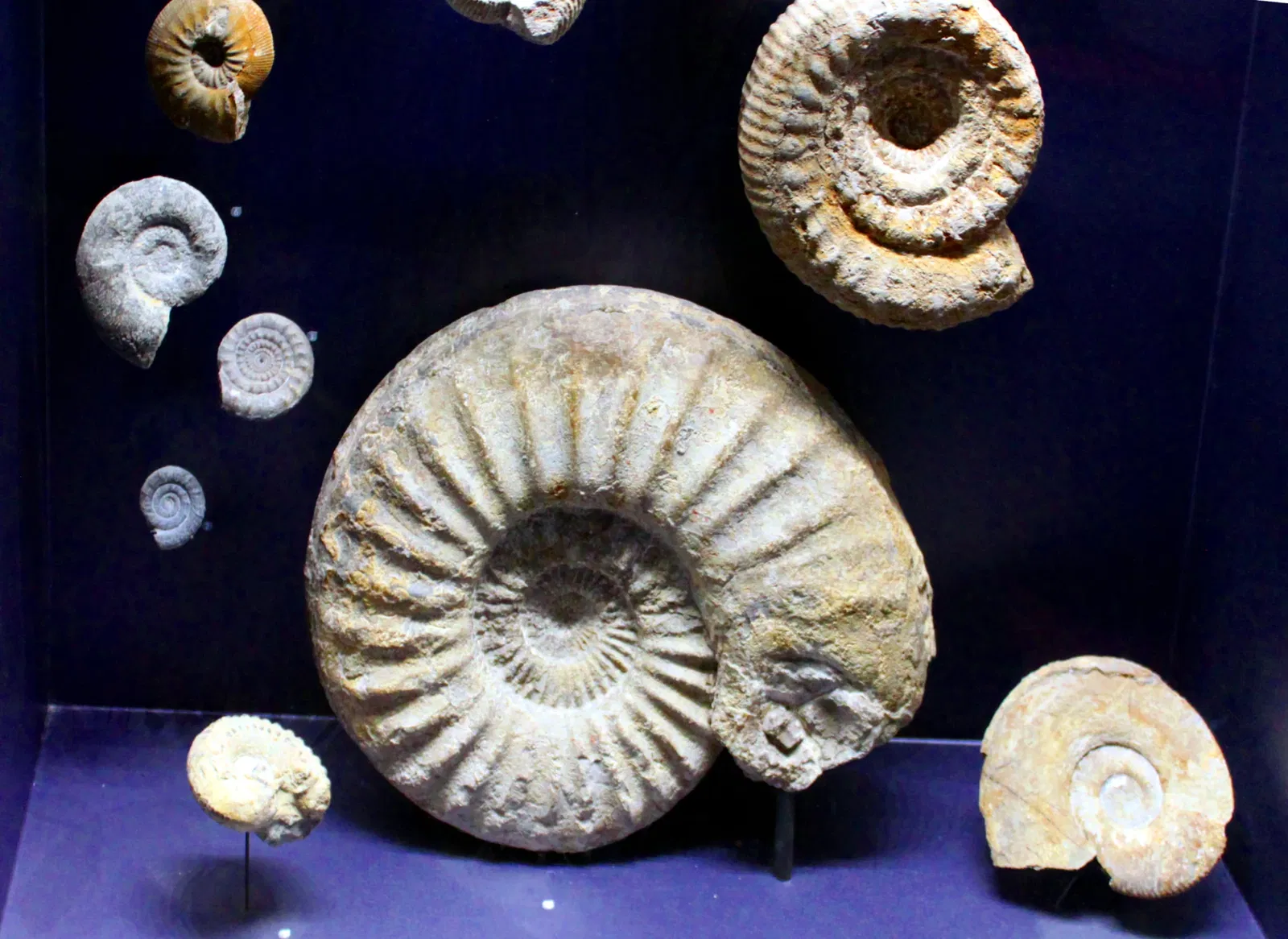 Muséum d'Histoire Naturelle