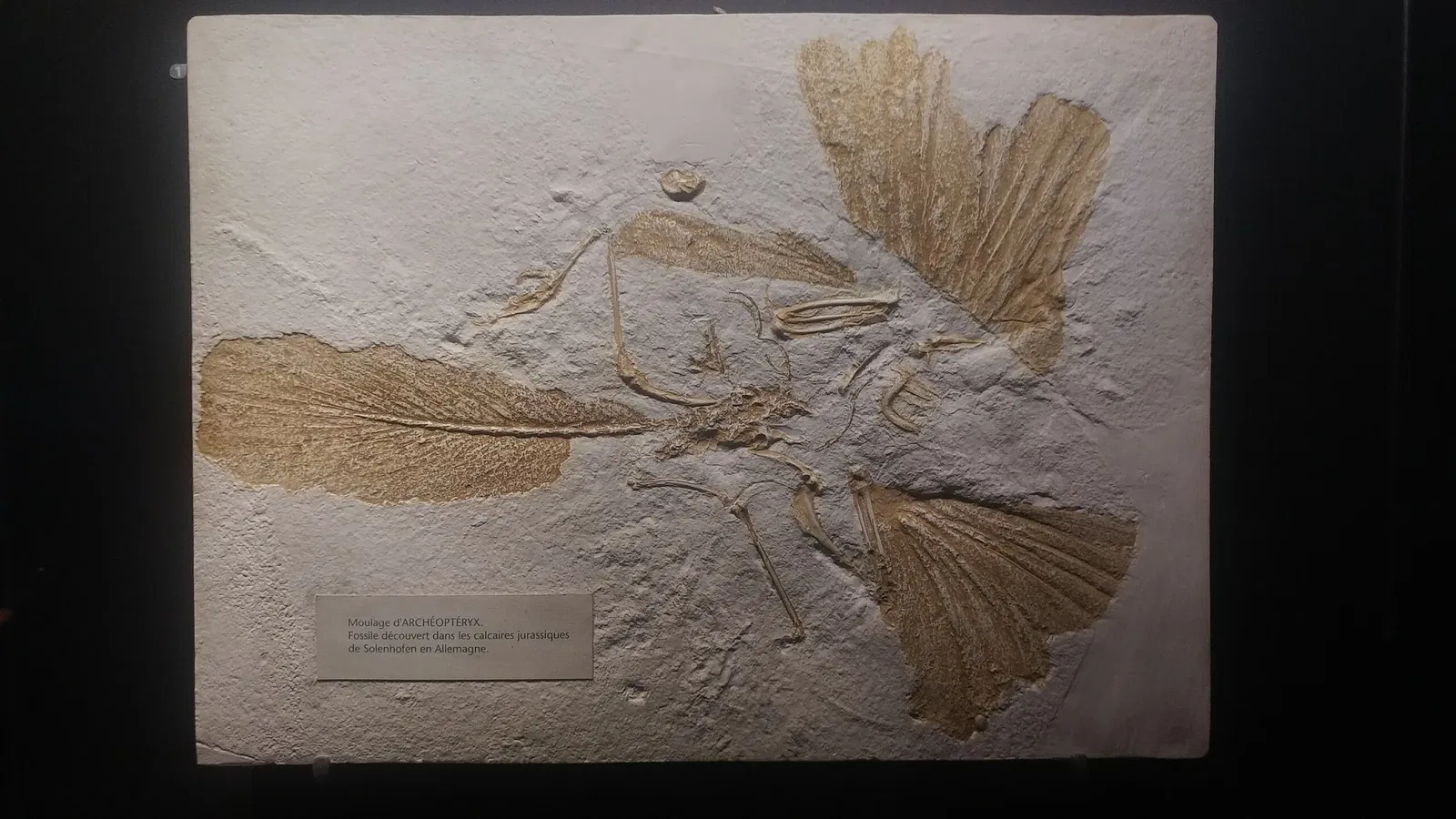 Muséum d'Histoire Naturelle