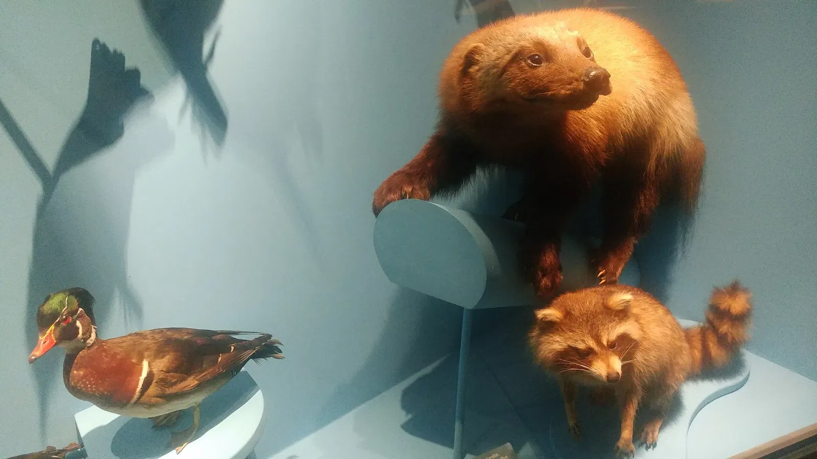 Natural History Museum