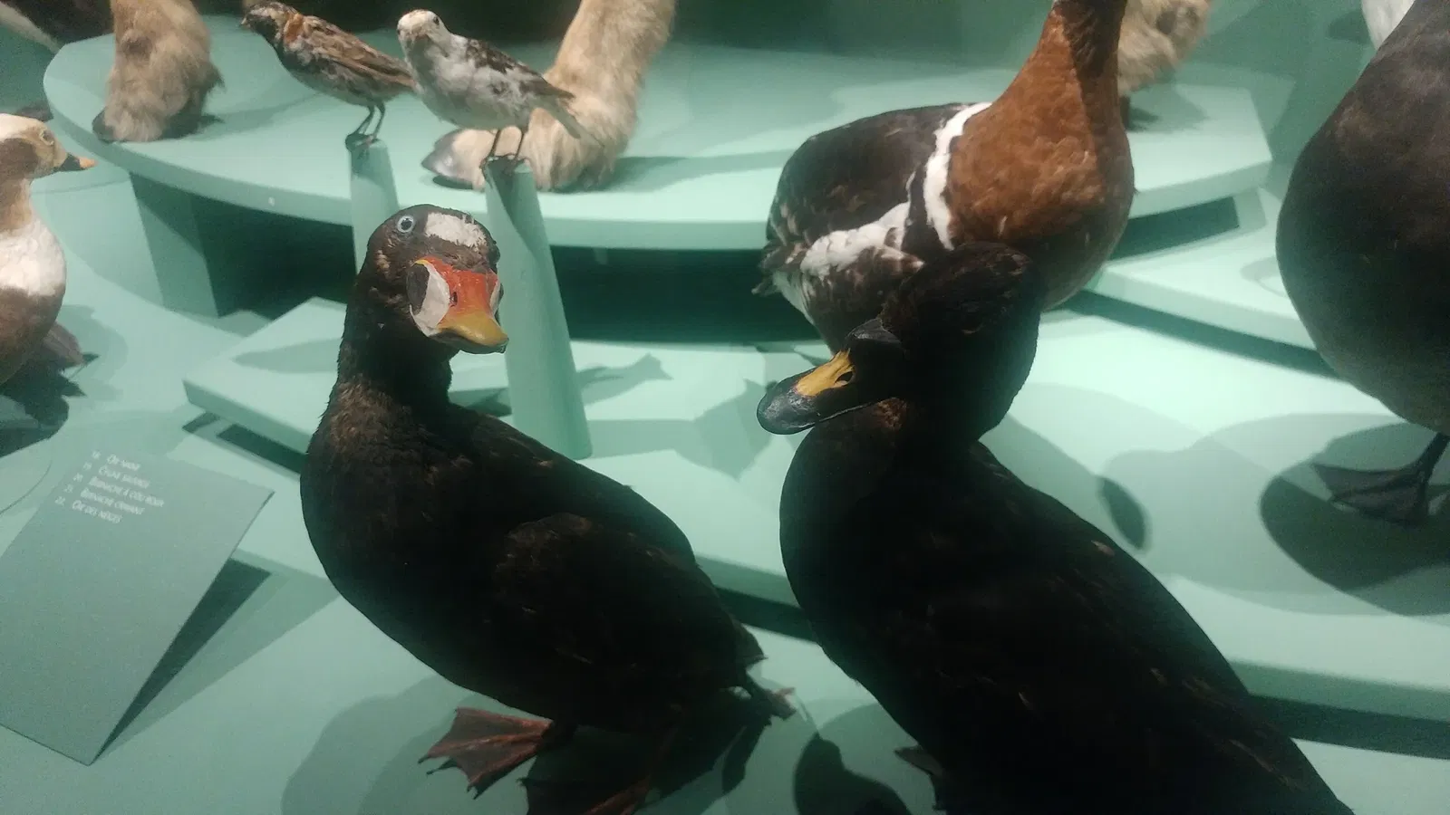 Natural History Museum