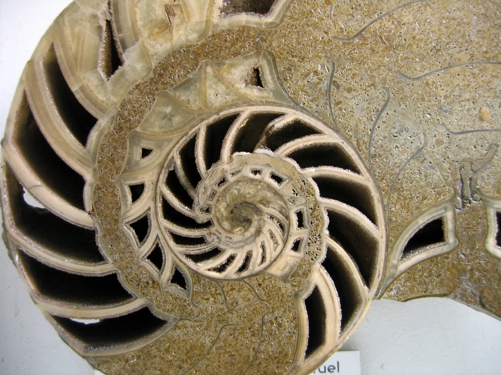 Natural History Museum