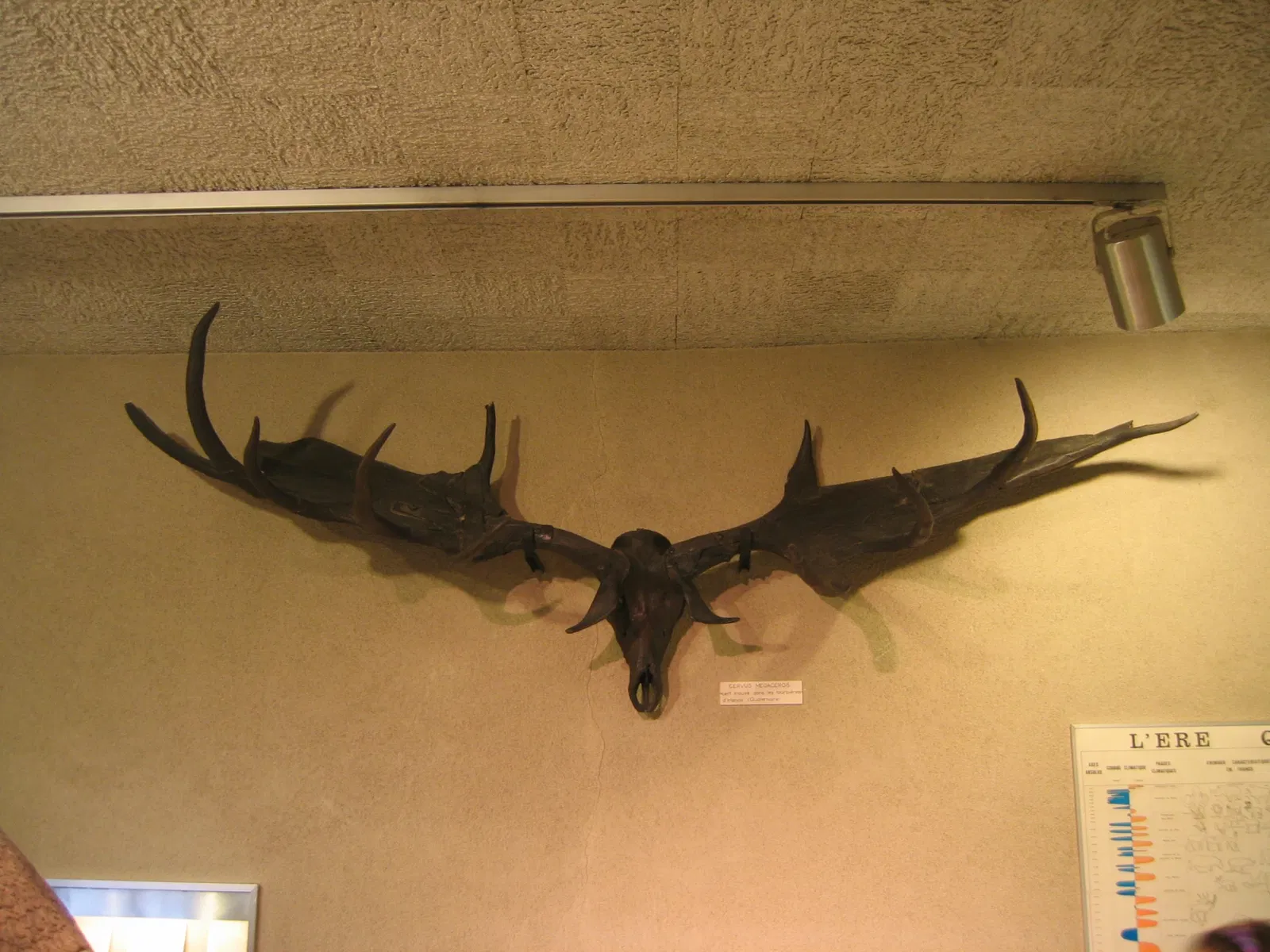 Muséum d'Histoire Naturelle