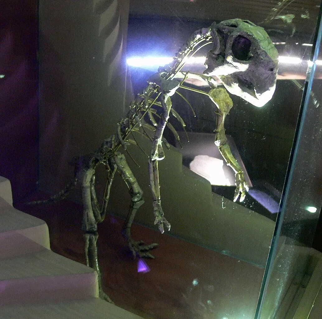 Natural History Museum of Venice