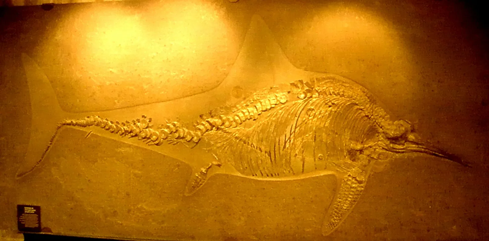 Natural History Museum of Venice