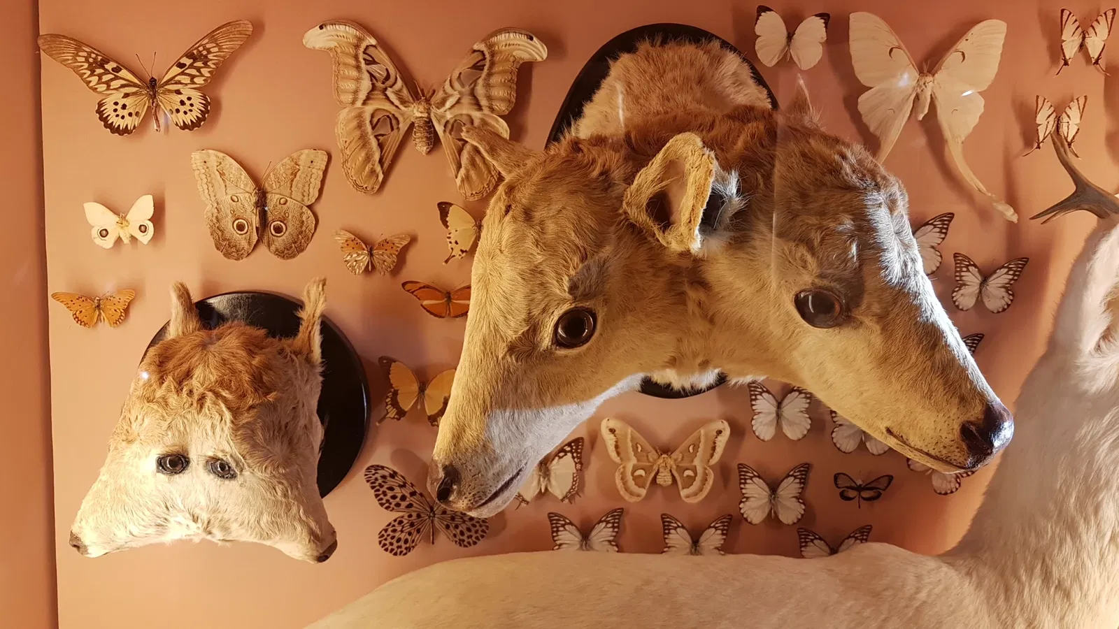 Museo di Storia Naturale di Venezia