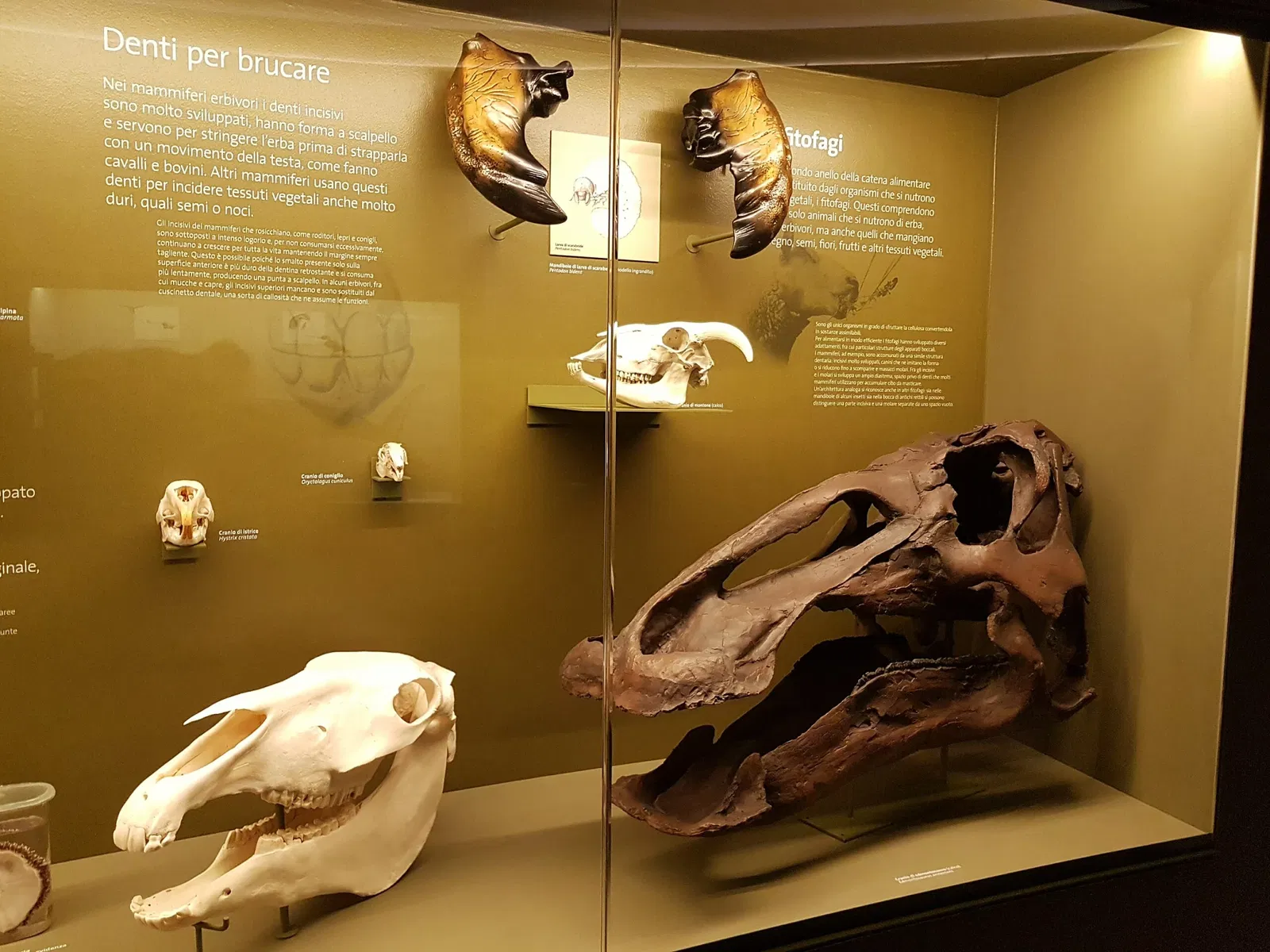 Museo di Storia Naturale di Venezia