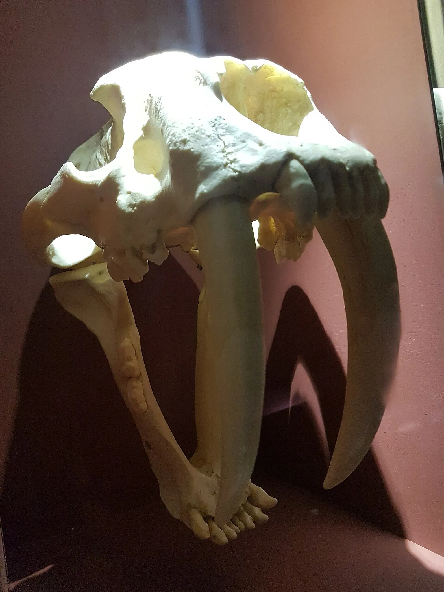 Natural History Museum of Venice