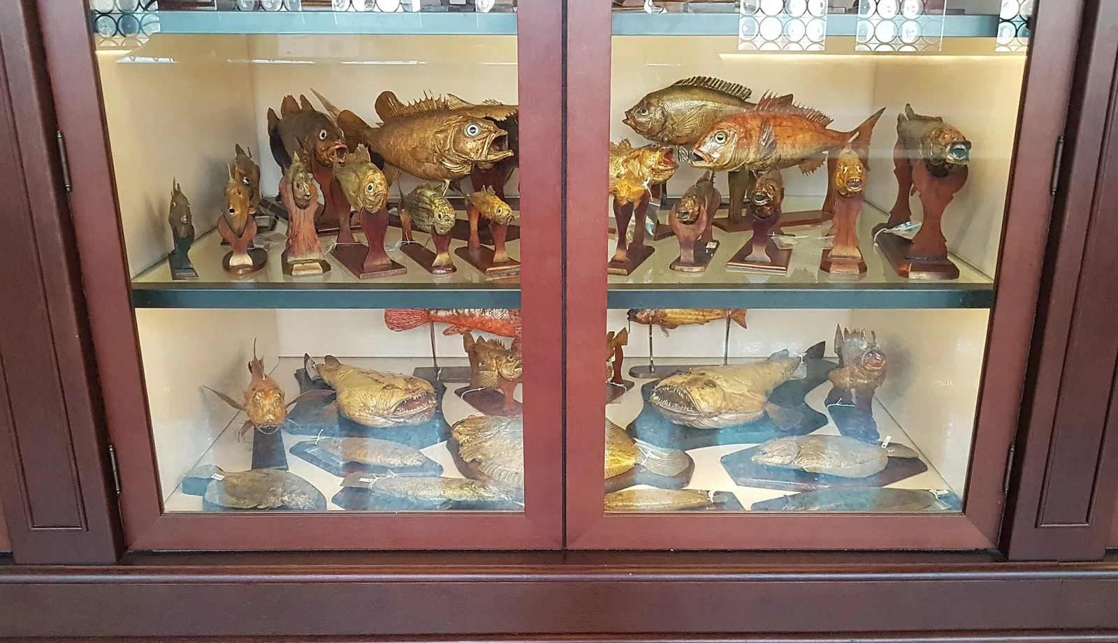 Natural History Museum of Venice