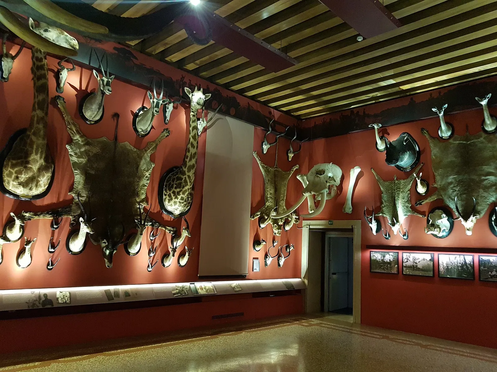 Natural History Museum of Venice