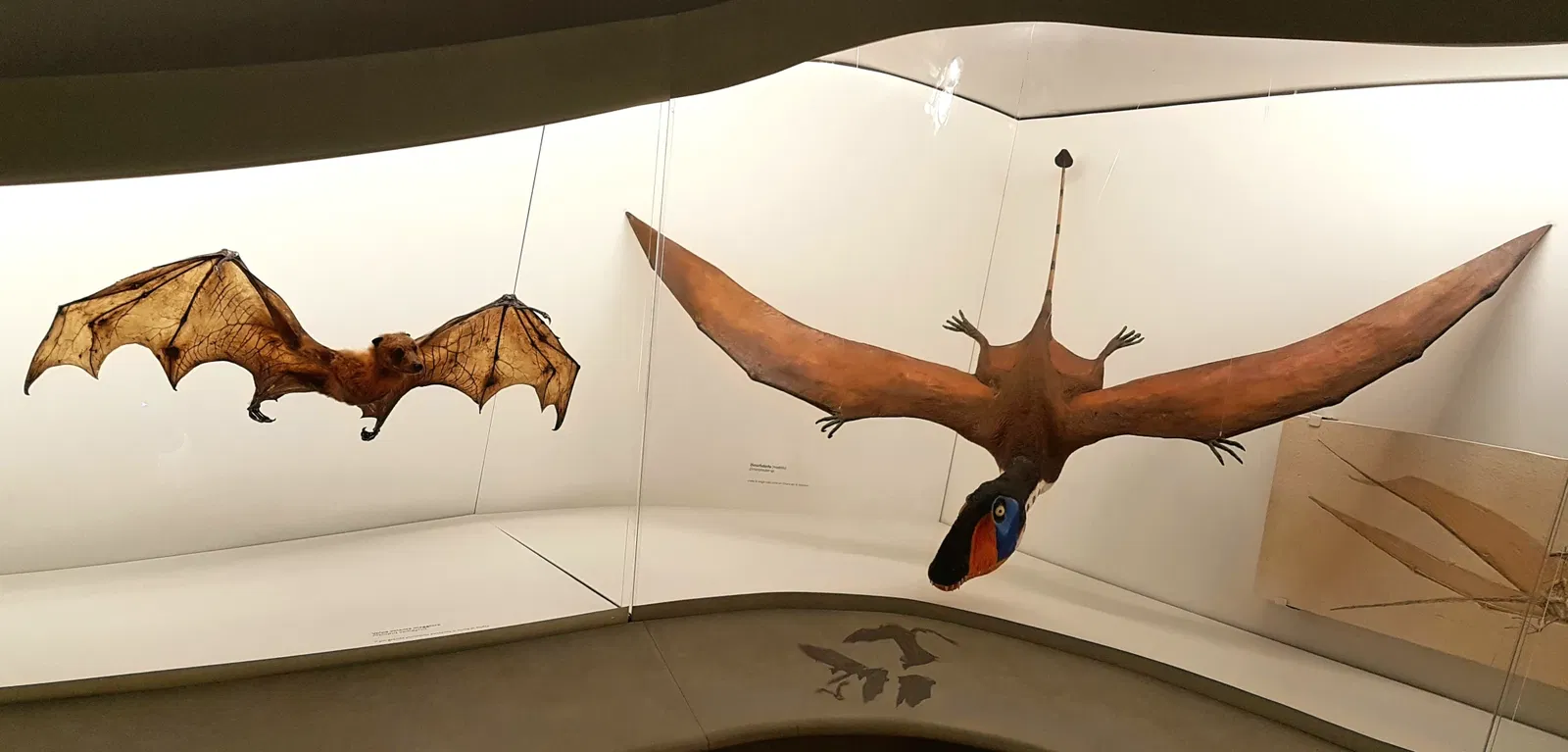 Natural History Museum of Venice