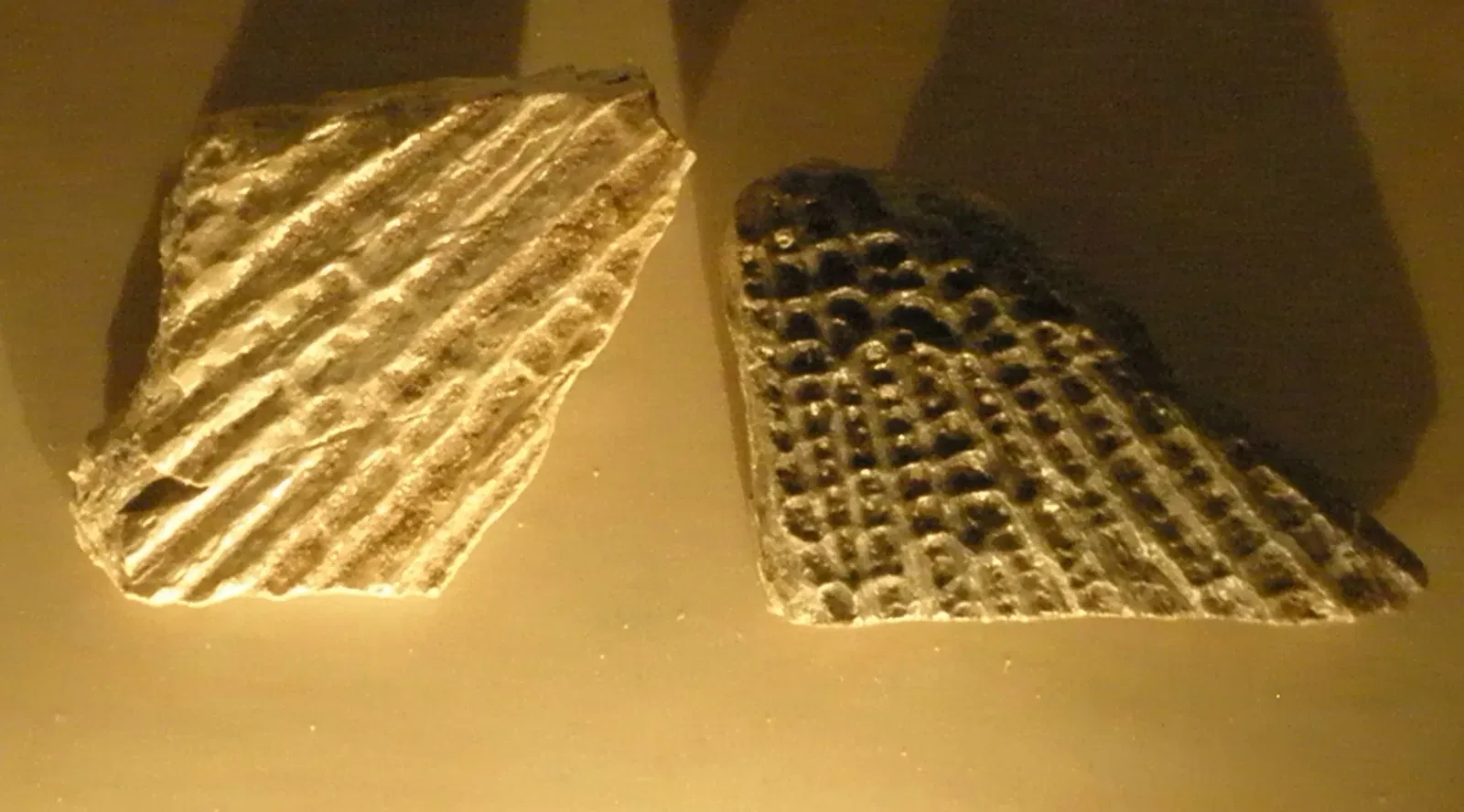 Natural History Museum of Venice